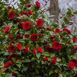 A plant is very similar to a relationship; in order to flourish it requires nurturing, attention and commitment. Here are some romantically named plants that you and your garden will fall in love with this Valentine's Day. 

#valentinesday #plants #valentinesdaygifts