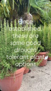 While all plants need regular watering during their establishment period, some are far better equipped than others to cope with prolonged dry spells once mature. The following drought-resistant plants are well suited to the changing UK climate, helping to create beautiful, resilient gardens that can withstand increasingly frequent summer heatwaves.

#droughttolerantplants #heatwave #hosepipeban
