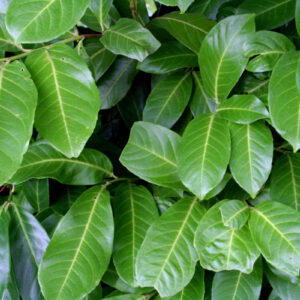 Prunus laurocerasus 'Novita'