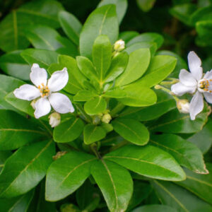Choisya ternata - (Mexican Orange Blossom)