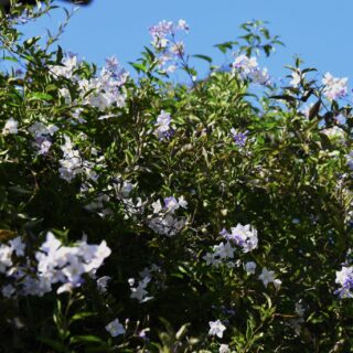 If you are looking for a climber, why not try something a little bit different. Solanum jasminoides 'Bleu' (Potato vine) is a fast-growing woody climber reaching up to 8 metres. It has green, semi-evergreen leaves and delicate baby blue, flowers in clusters through late summer into autumn. We think it's rather special.
Grow in full sun in moist but well–drained soil.
#potatovine #quickgrowingclimber #vineplant #solanumjasminoides